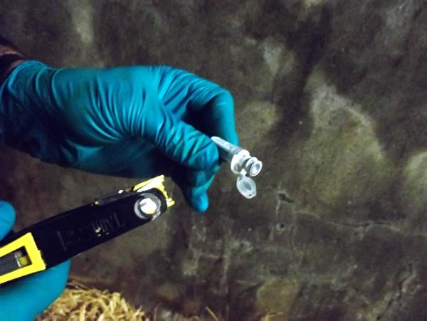 Scheme opens to remove PI calves in NI