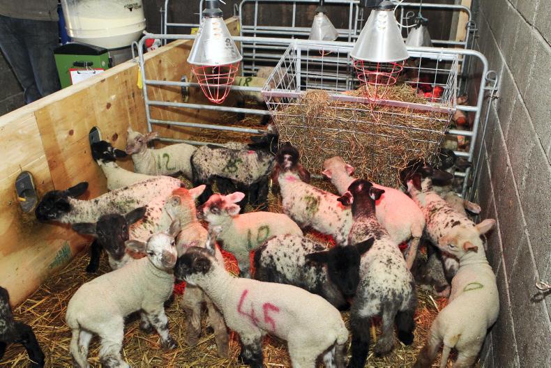 The best options for rearing orphan lambs 