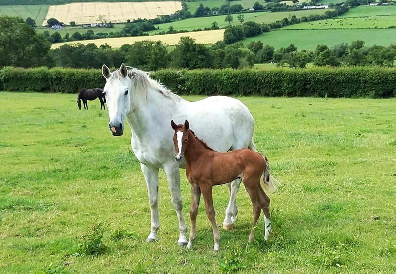 Farmer loses appeal over unregistered foal
