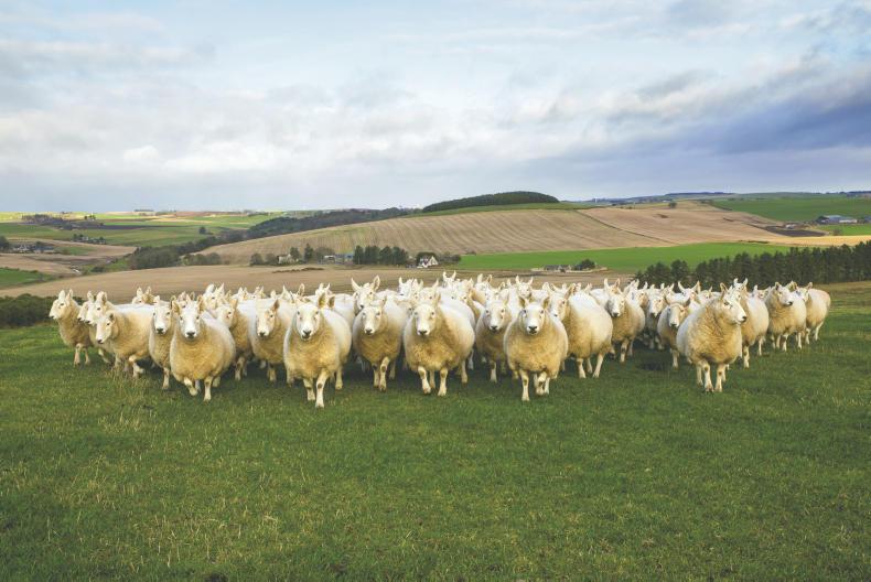 Farm Profit Programme: targeting your gross margin