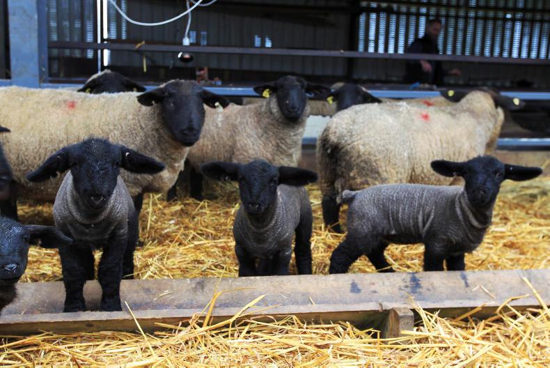 Feeding tips for lambing