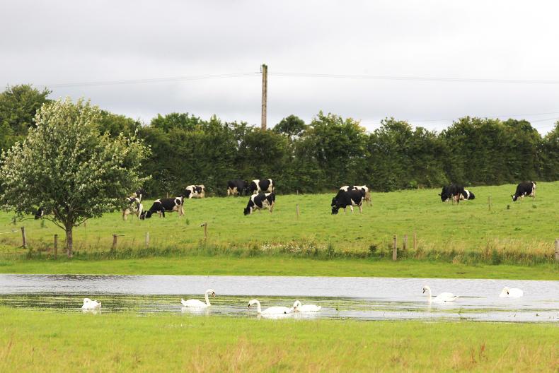 Bird flu worries free-range farmers