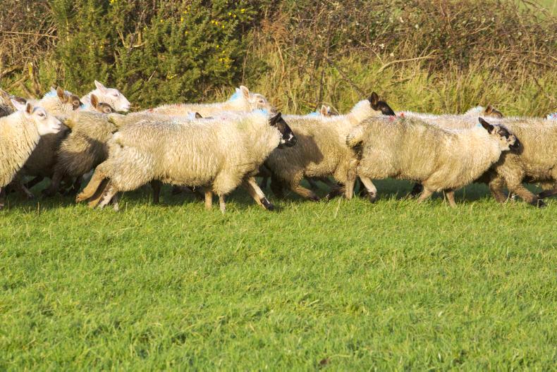 Pressure slowly lifting from sheep trade