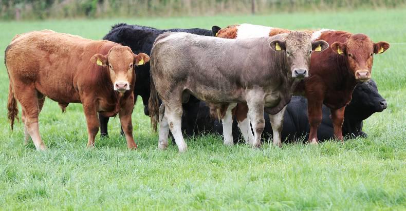Gross margin increases by £517/ha in three years on NI suckler programme farms