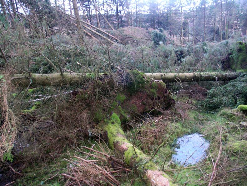 Environment: GLAS payment and windblow scheme deadline