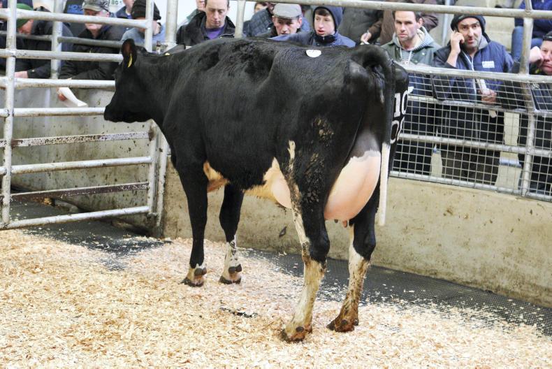 Strong and high-EBI cows and heifers met with a lively trade
