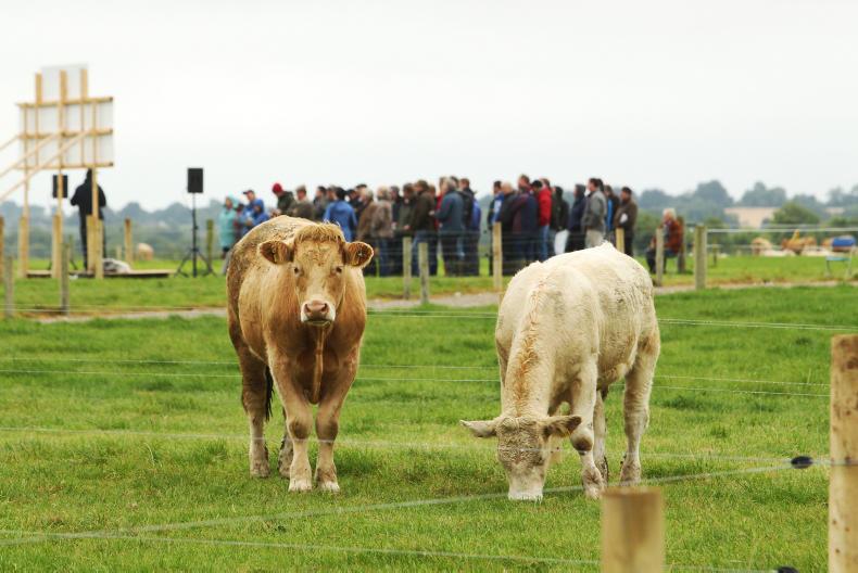 25% not in-calf  in Derrypatrick herd
