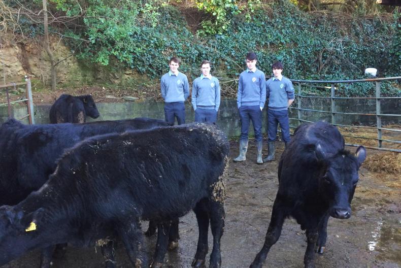 Angus blog: from town to farm in Co Kerry