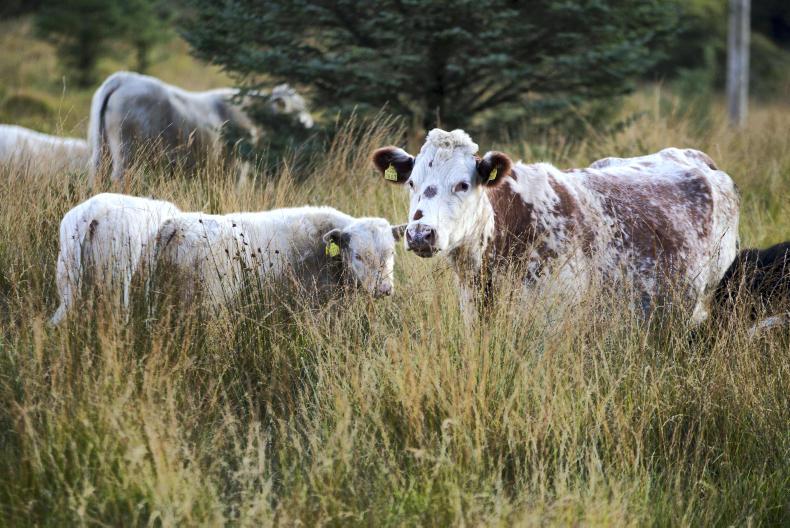 Beef management: cows and calves