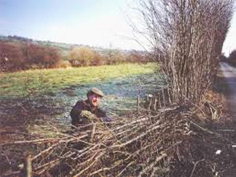 Farmer Writes: working on the hedges