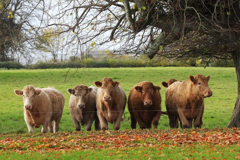 Meet the BETTER farm Beef Challenge steer beef producers