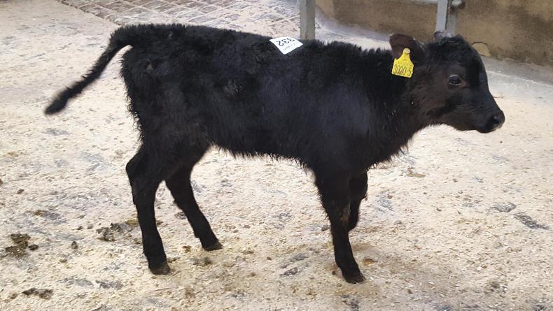 Angus calf registrations in NI up 41% in five years