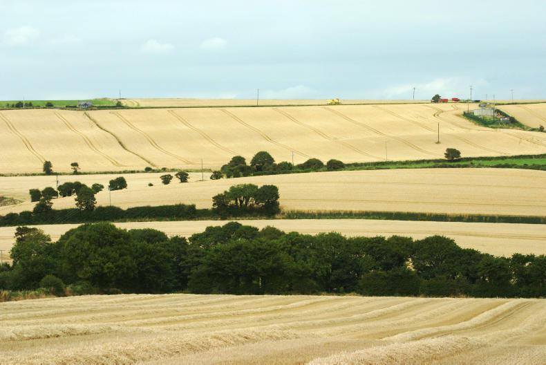 The challenge of low-protein malting barley