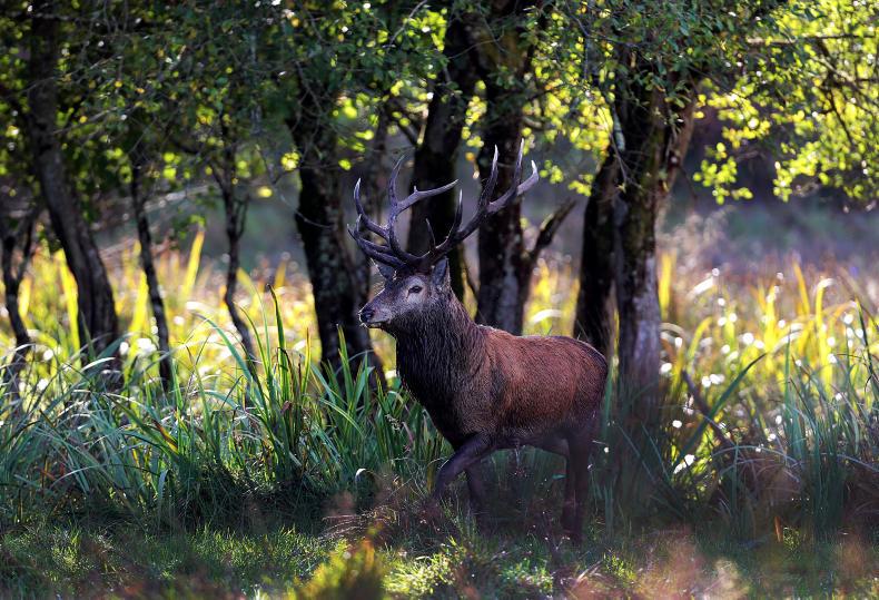 Deer plague: 'someone will be killed unless something is done' - Coroner
