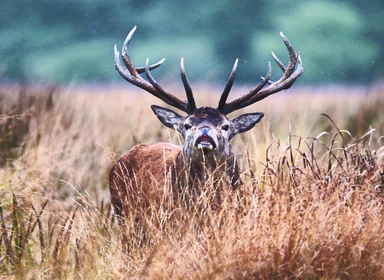 ‘The Department does not own the deer population' - NPWS