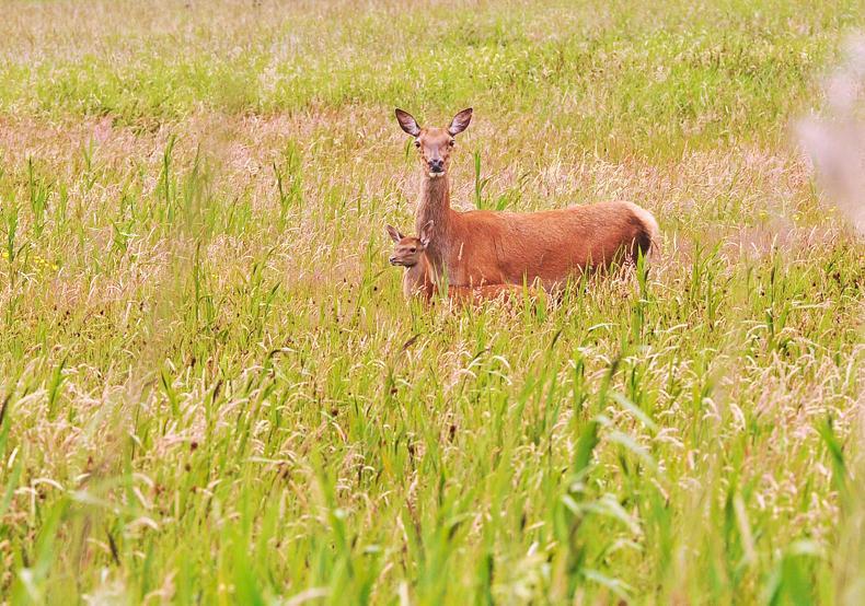 Deer plague: 'they're eating what they like and no-one will take responsibility'