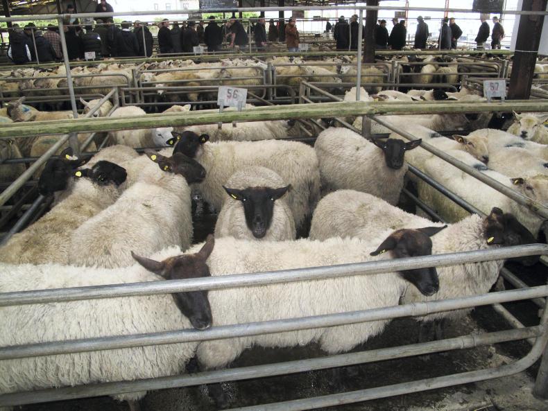 Sheep prices: €3 to €7 mart lift for finished hoggets 