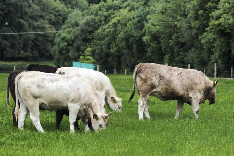 Mixed year for Teagasc Grange Derrypatrick Herd
