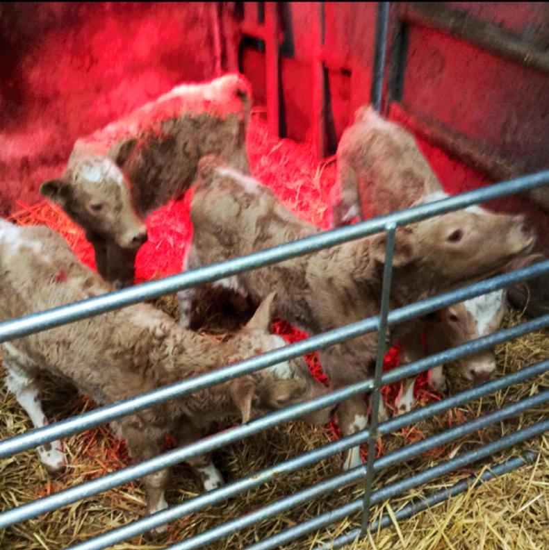 Clare cow defies the odds with quadruplet heifer calves