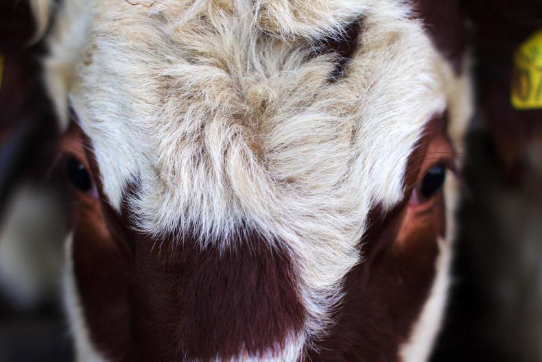 NI one step closer to negligible BSE status