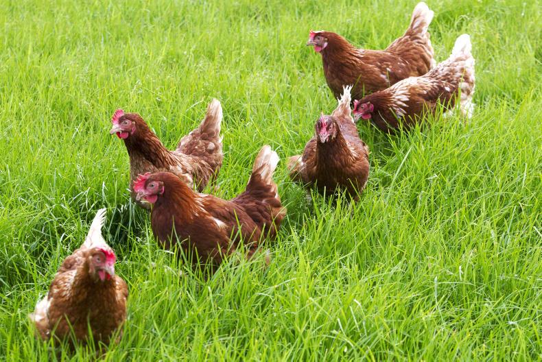 Retailers must support free-range poultry farmers facing bird flu 'Armageddon'