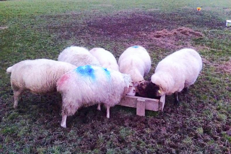 Farmer writes: farming v working in the agrisector