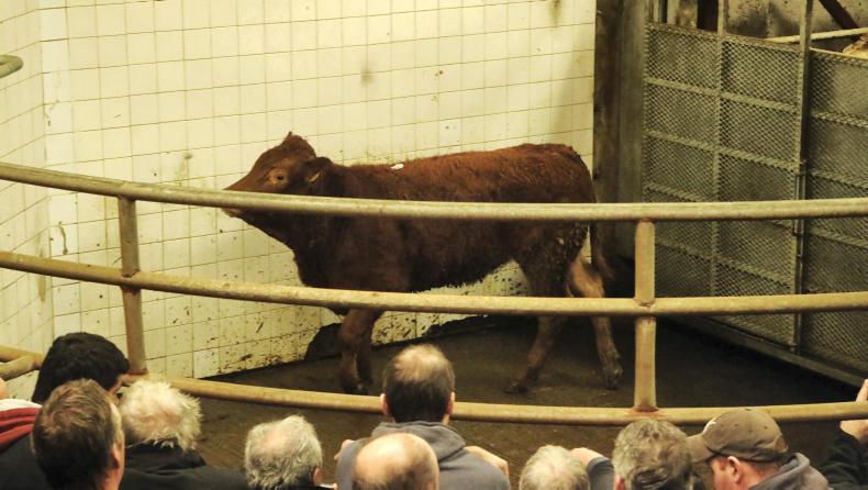 Quality bullocks up by €10 to €20 per head at Balla Mart