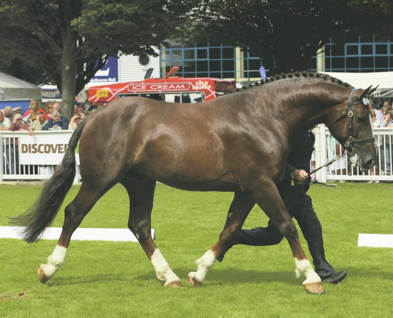 BREEDING:  Scrapman - the pocket money prince                           