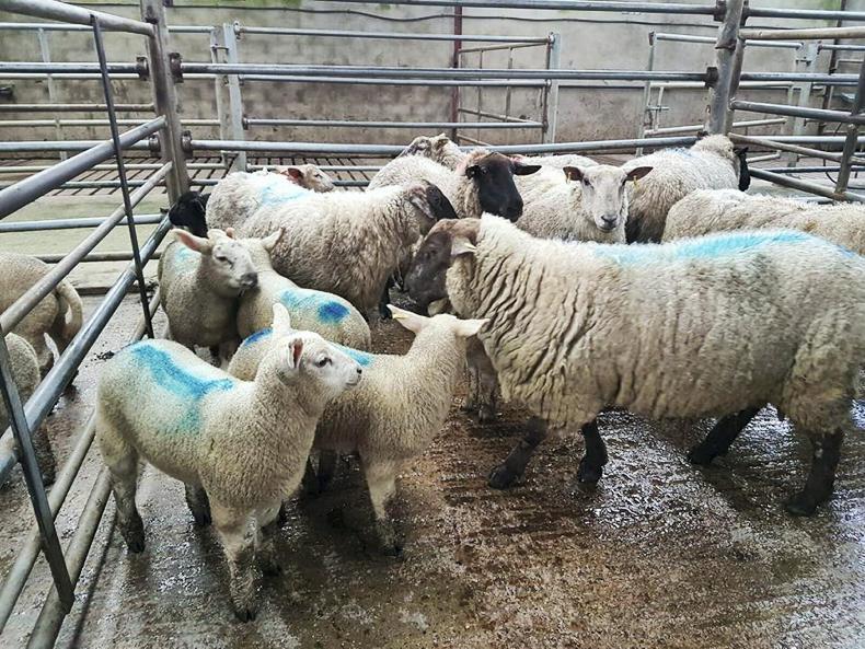 Hoggets reach tops of €118 to €120