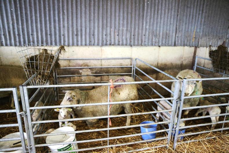 Watch: how to prepare an animal health plan