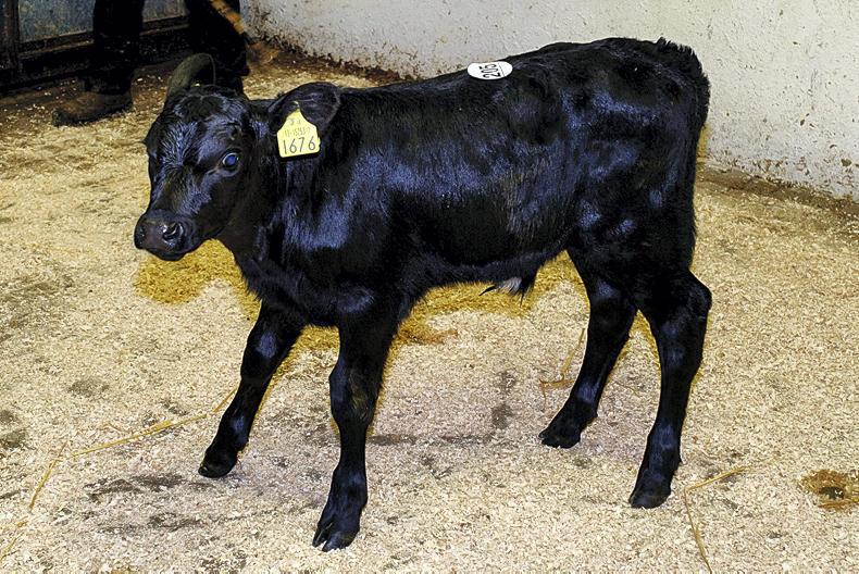 Cattle prices: feeders and factory agents active at Kilrush mart