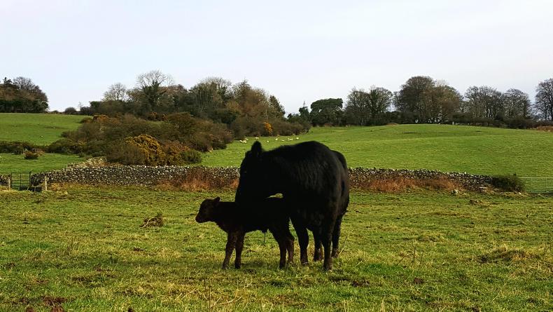 Farmer Writes: Walking the line between low input and expansion