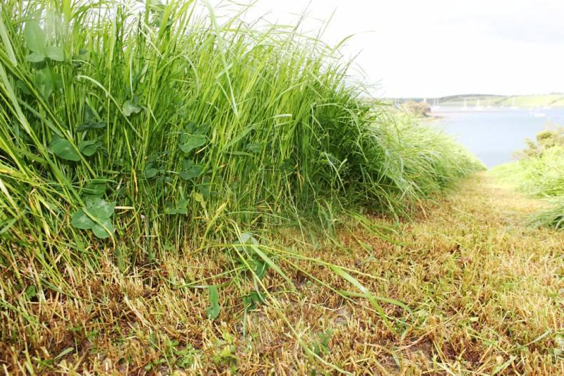 Online SAF opens in NI 