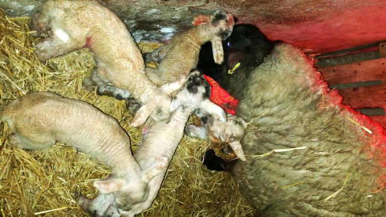 The facts behind multiple lamb births 