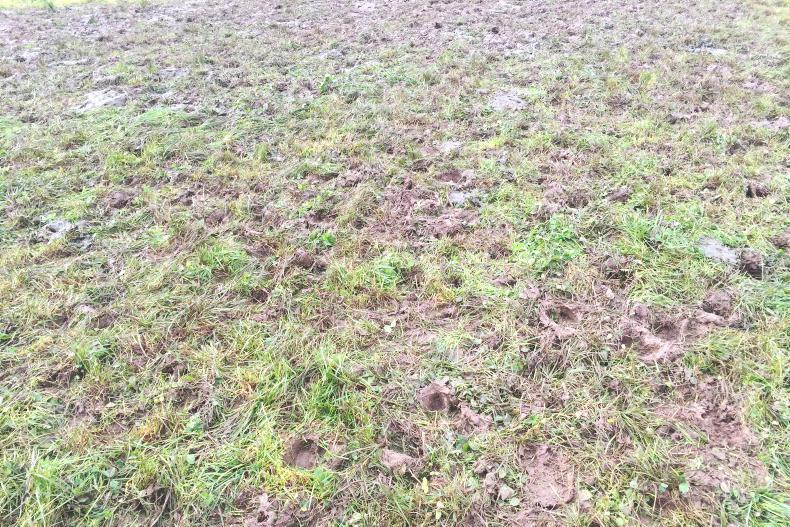 Dealing with delayed turnout on beef farms