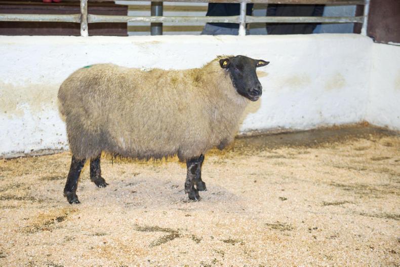 Improved sheep trade at Kingscourt Mart