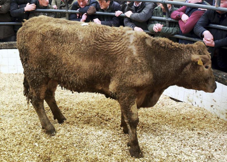 Cattle prices: lively trade for fleshed and short-keep cattle in Athenry mart