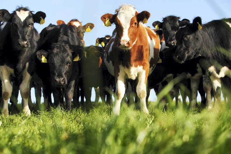 Preparing an animal health plan 