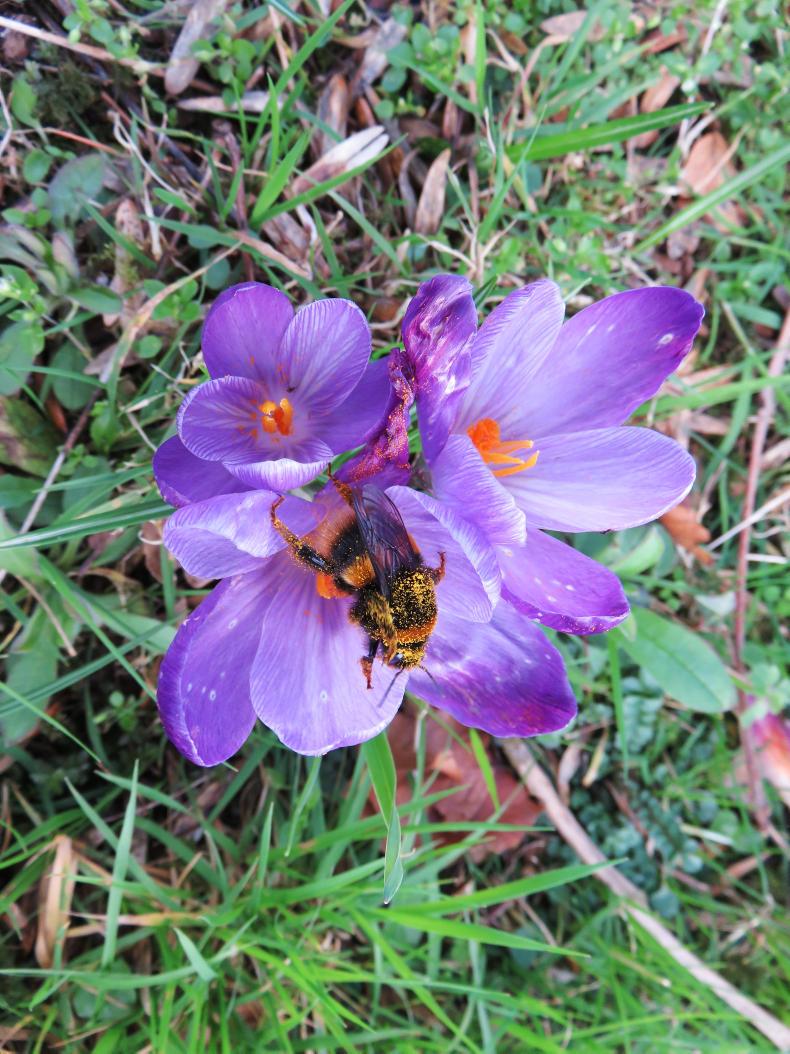 Farmer Writes: what farmers can do to help the environment