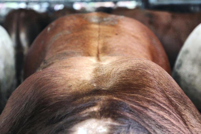 BETTER Farm: bull beef producers blazing a trail