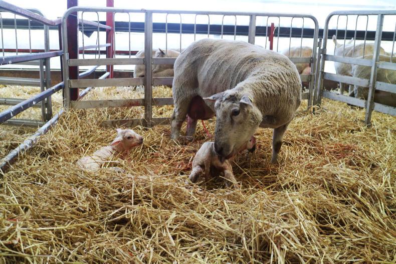 Watch: lambing means peak period in UCD sheep diary