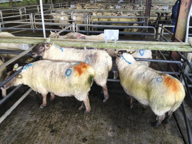 Sheep prices cull ewes in demand at marts Premium