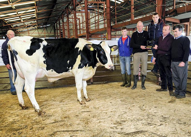 Lively cull cow trade a talking point at marts