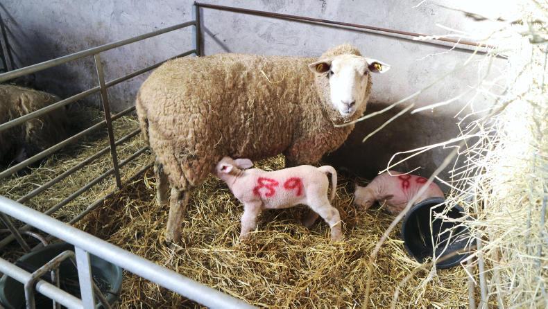 Watch: How to stomach-tube a lamb                                        