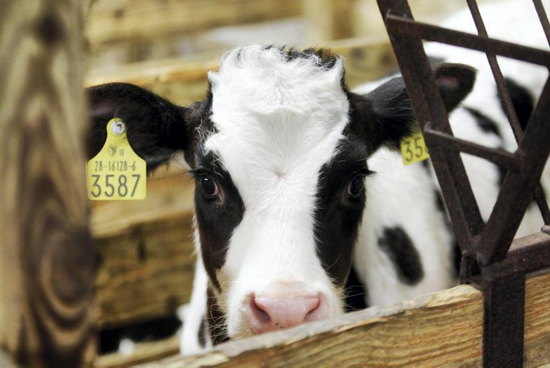 Beef research weekly: Dairy calf systems ranked on profitability
