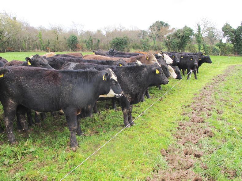 Kickstarting grazing on beef farms