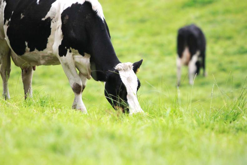 Average dairy herd doubles in 21 years