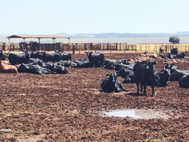 Brazil's meat exports in numbers