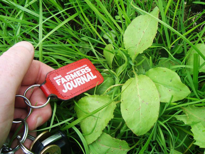 Grass yield benefits from dock control