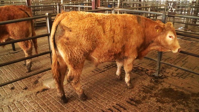 Strong store demand for first Monday bullock sale at Castlerea
